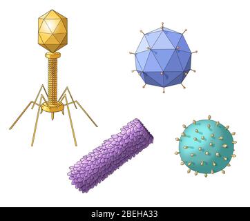 Formes de virus, illustration Banque D'Images