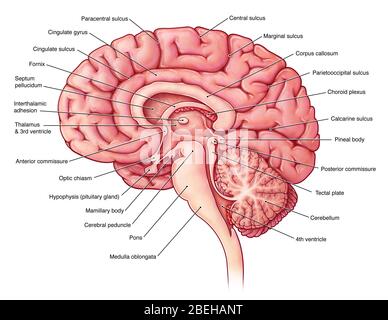 Illustration du cerveau à partir d'une vue sagittale médiane. Banque D'Images