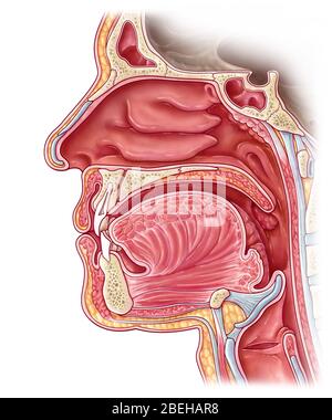 Cavité nasale, illustration Banque D'Images