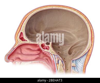 Illustration de la cavité crânienne à partir d'une vue sagittale médiane. L'espace est doublé d'une membrane dure appelée le mater de la dura, qui est la couche la plus externe des méninges qui entourent le cerveau et la moelle épinière. Banque D'Images