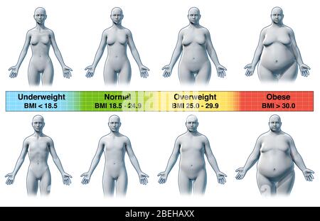 Index de masse corporelle, illustration Banque D'Images
