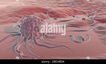 Macrophage attaquant des bactéries, Illustration Banque D'Images