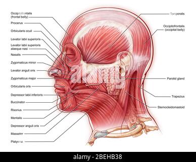 Muscles du visage, illustration Banque D'Images