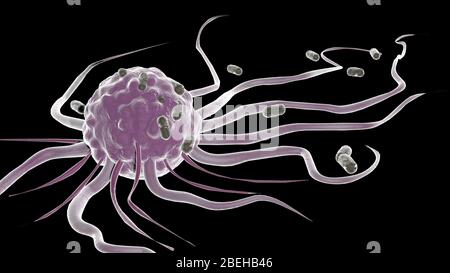 Macrophage attaquant des bactéries, Illustration Banque D'Images