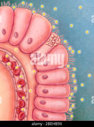 Vue rapprochée illustrée d'un villole intestinal. Les villosités sont des projections de type doigt qui s'étendent dans la lumière de l'intestin grêle qui absorbent les nutriments digérés. Chaque villus est doublé d'épithélium cylindrique, connu sous le nom d'entérocytes, avec chaque microvilli de postion cellulaire pour augmenter la surface pour une absorption plus efficace. Les nutriments digérés sont abosorbed dans les capillaires des villosités voisines afin qu'ils puissent ensuite être transportés vers le reste du corps. Banque D'Images