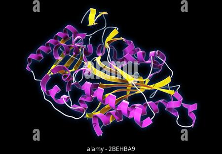 PheRS mitochondrial humain Banque D'Images