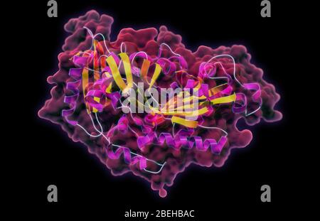 PheRS mitochondrial humain Banque D'Images