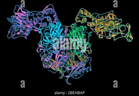 Un modèle à ruban moléculaire de l'enzyme bactérienne Thermus thermophilus phénylalanyl-tRNA synthétase (PheRS). Le PheRS catalyse le transfert de la phénylalanine à l'ARNt pendant la synthèse des protéines dans les bactéries et est devenu une cible d'intérêt pour la thérapie antibactérienne en inhibant la croissance et le développement de bactéries résistantes aux antibiotiques. Banque D'Images