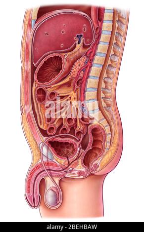 Organes abdominaux, illustration Banque D'Images
