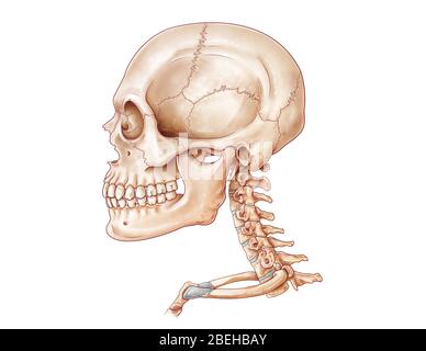 Crâne et vertèbre cervicale, illustration Banque D'Images