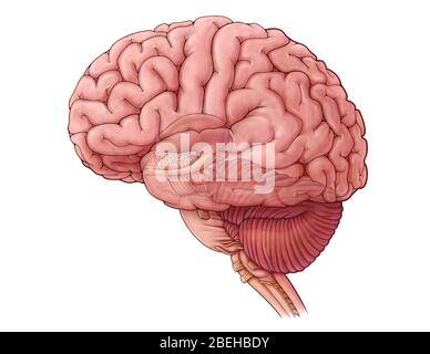 Diencéphale et tronc cérébral, illustration Banque D'Images