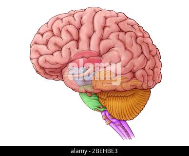 Diencéphale et tronc cérébral, illustration Banque D'Images
