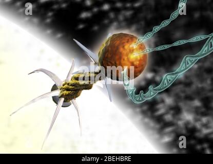 Virothérapie, illustration conceptuelle Banque D'Images