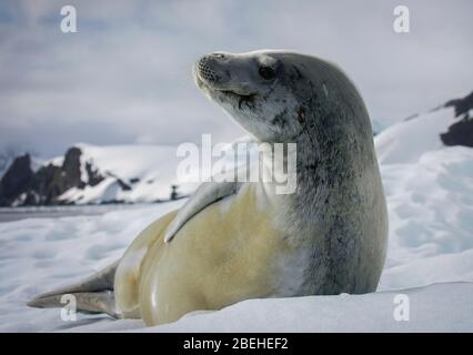Profil latéral d'un phoque crabotère (Lobodon carcinophaga), en Antarctique, allongé sur son côté avec son compte-retournement reposant sur son estomac Banque D'Images
