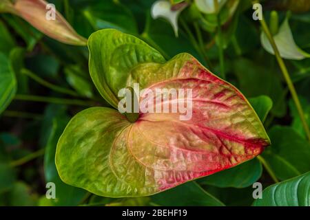 Anthurium, le plus grand genre de la famille des arums, les Araceae. Les noms communs généraux comprennent l'anthurium, la fleur de tailleur, la fleur de flamango et la laceleaf. Banque D'Images