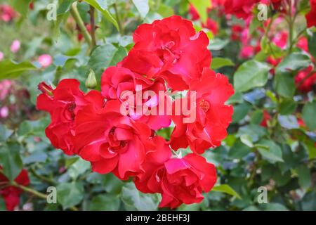 Pelargonium un genre de plantes à fleurs qui comprend environ 200 espèces de plantes vivaces, de succuents et d'arbustes, communément appelées géraniums. Banque D'Images