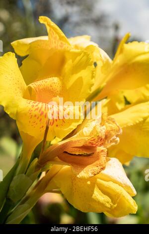 Belle photo de fond de la fleur de Lily de Canna jaune avec des taches d'orange prises à Fernando de Noronha, Pernambuco, Brésil Banque D'Images