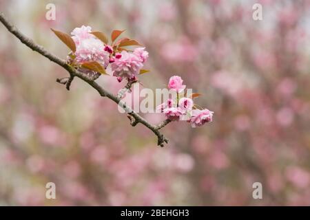 Roma, Italie. 13 avril 2020. Floraison de Sakura, cerisiers japonais, dans EUR Lake Park à Rome, pendant le maintien de la pandémie de Covid-19. (Photo de Matteo Nardone/Pacific Press) crédit: Agence de presse du Pacifique/Alay Live News Banque D'Images