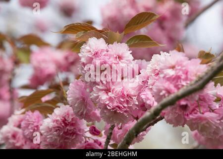 Roma, Italie. 13 avril 2020. Floraison de Sakura, cerisiers japonais, dans EUR Lake Park à Rome, pendant le maintien de la pandémie de Covid-19. (Photo de Matteo Nardone/Pacific Press) crédit: Agence de presse du Pacifique/Alay Live News Banque D'Images