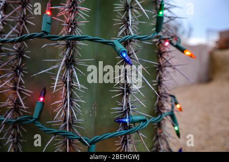 Lumières de Noël sur Cactus Banque D'Images