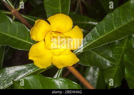 Fleur double jaune vif et feuilles vert foncé brillant d'une plante d'escalade inhabituelle, Allamanda cathartica 'Double de montagne' Banque D'Images