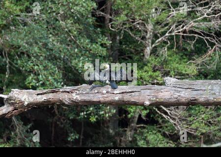 Oiseau cormorant Little pied avec ailes écartées assis sur le bois de l'arbre. Cormorant oiseau de mer air sécher ses ailes sur le soleil Banque D'Images