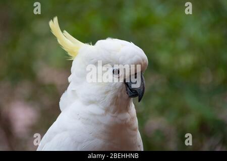 Gros plan sur l'oiseau de cocarpoo à cravelle de soufre. Faune et flore indigènes australiennes Banque D'Images