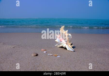 Une coquille de mer ou de mer, aussi connue simplement comme une coquille, est une couche extérieure dure et protectrice créée par un animal qui vit dans la mer. La coque est une pièce Banque D'Images