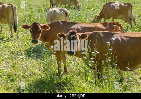 Guérir les vaches en jersey paissent sur une pagayette. Vaches laitières sur une terre agricole Banque D'Images