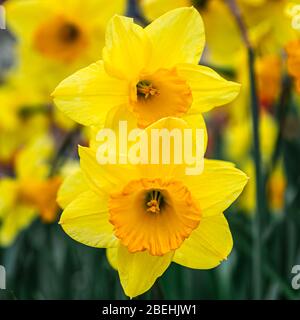 Gros plan sur deux jonquilles jaunes (genre Narcisse), plantes de la famille des maryllis. Banque D'Images