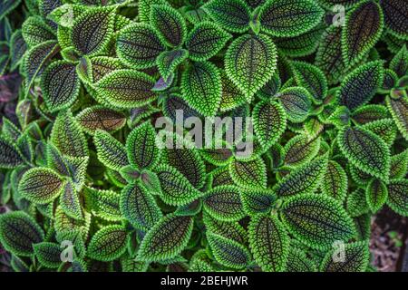 Gros plan de Pilea involucrata, communément appelé la plante d'amitié ou la vallée de la Lune. Il est originaire d'Amérique centrale et d'Amérique du Sud. Banque D'Images