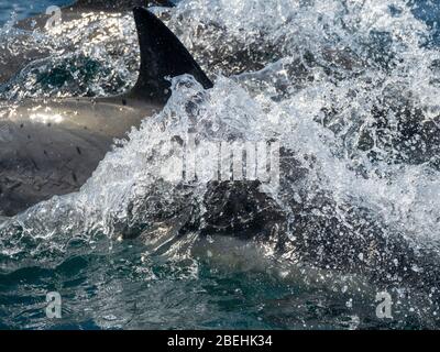 Dauphin commun à bec long, Delphinus capensis, Isla San Lorenzo, Baja California, Mexique. Banque D'Images