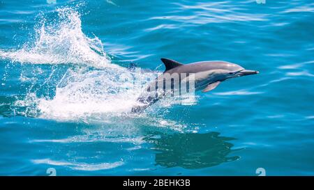 Dauphin commun à bec long, Delphinus capensis, au large de Isla San Marcos, Baja California sur, Mexique. Banque D'Images