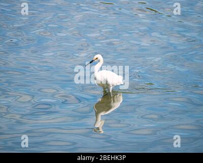 Aigrette enneigée adulte, (Egretta thula), à la recherche de nourriture près de San Jose del Cabo, Baja California sur, Mexique. Banque D'Images