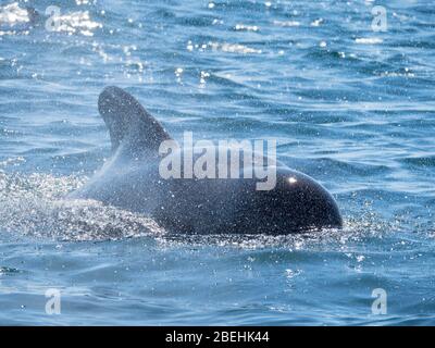 Baleine pilote à courte finée, (Globicephala macrorhynchus), surmontée de Isla San Marcos, Baja California sur, Mexique. Banque D'Images
