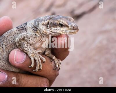 Un adulte commun chuckwallaa, Sauromalus ater, à Punta Colorado, Isla San Jose, Baja California sur, Mexique. Banque D'Images