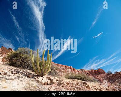 Cactus de tuyaux d'organes, Stenocereus thurberi, près de Puerto Gato, Baja California sur, Mexique. Banque D'Images