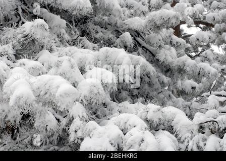 Neige sur le pin près de Boulder, Colorado Banque D'Images