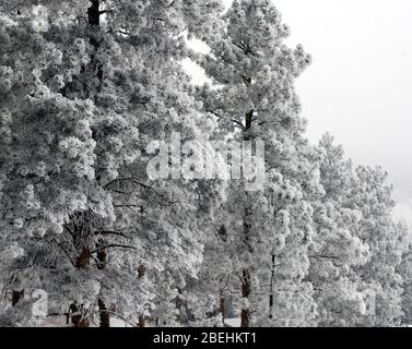 Pins de Ponderosa en hiver. Banque D'Images