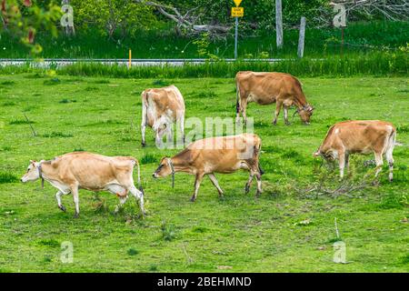 Vaches de Jersey fermes de Peterborough Ontario Canada Banque D'Images