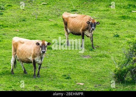 Vaches de Jersey fermes de Peterborough Ontario Canada Banque D'Images