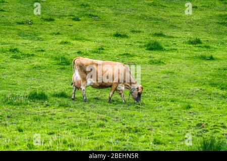 Vaches de Jersey fermes de Peterborough Ontario Canada Banque D'Images