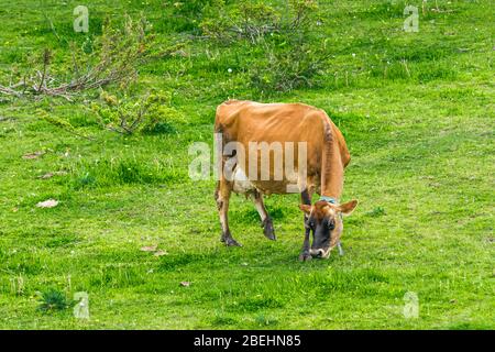 Vaches de Jersey fermes de Peterborough Ontario Canada Banque D'Images