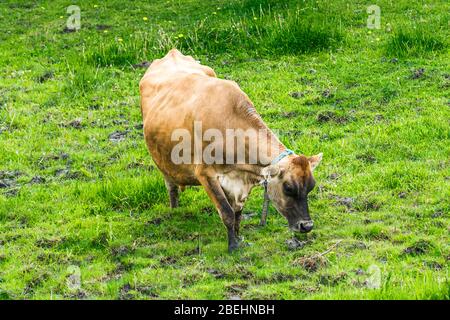 Vaches de Jersey fermes de Peterborough Ontario Canada Banque D'Images