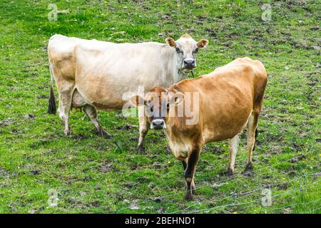 Vaches de Jersey fermes de Peterborough Ontario Canada Banque D'Images