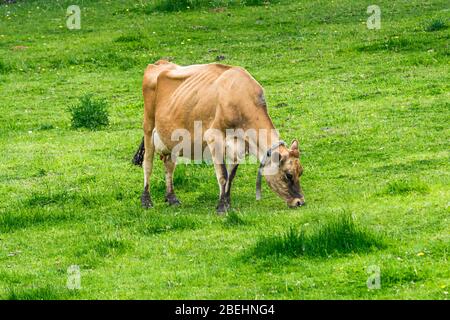 Vaches de Jersey fermes de Peterborough Ontario Canada Banque D'Images