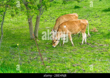 Vaches de Jersey fermes de Peterborough Ontario Canada Banque D'Images