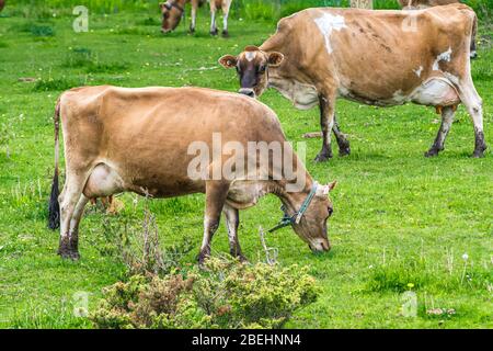 Vaches de Jersey fermes de Peterborough Ontario Canada Banque D'Images