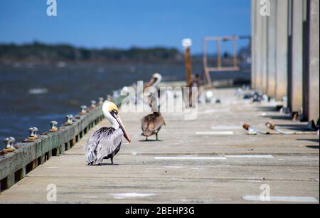Les pélicans gardent un œil vigilant sur un quai à Fernandina Beach, en Floride. Banque D'Images