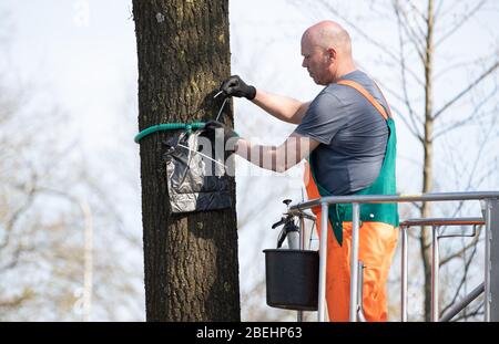 Nordhorn, Allemagne. 08 avril 2020. Andre Kuipers, gardien d'arbres, installe un piège à papillon processionnel en chêne sur un arbre. Au printemps, les chenilles de la teigne processionaire en chêne se propagent une fois de plus dans toute la région. La ville installera 200 pièges appelés arbres pour contrôler les chenilles de l'animal. Crédit: Friso Gentsch/dpa/Alay Live News Banque D'Images